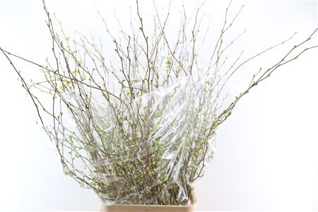 Corylopsis S Cynthia 140cm P St