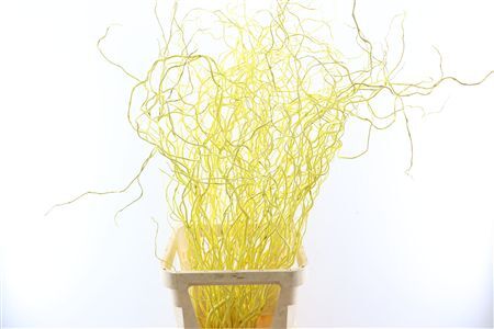 Salix Curls Klbh Geel