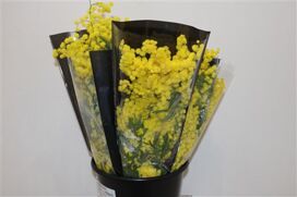 Mimosa Mirandole 200gr P Bunch