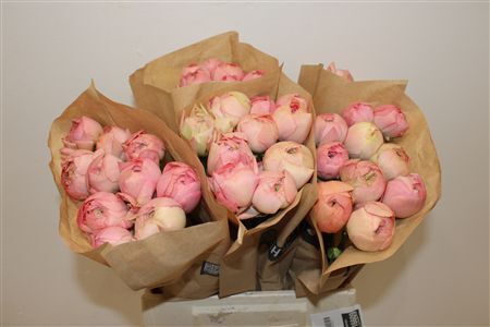 Ran Cloni Ex Champagne