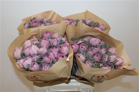 Anem Marianne Powder Wine Red