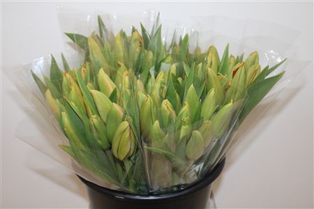 Tu Fr En Avignon Coupee