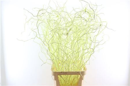 Salix Curls Klbh Creme