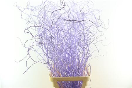 Salix Curls Klbh Lavendel