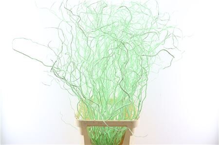 Salix Curls Klbh Mint Groen