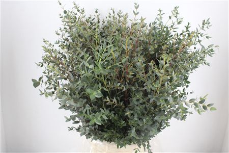 Euca Parvifolia 400gr P Bunch