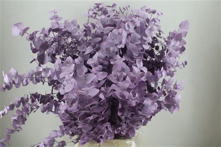 Euca Cinerea Pink P Bunch