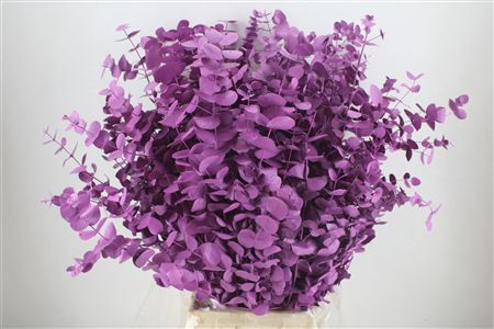 Euca Cinerea Lila 200gr P Bunch