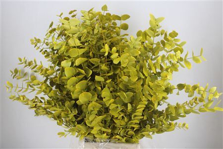 Euca Cinerea Yellow 200gr P Bunch