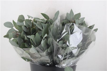 Euca Populus Short 150gr P Bunch