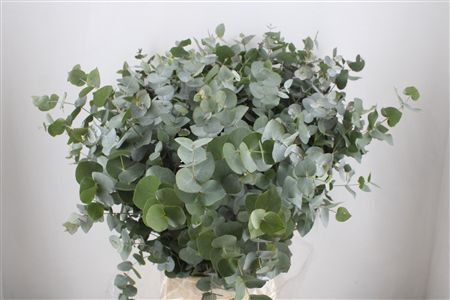 Euca Cinerea 300gr P Bunch