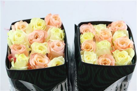 R Gr Rainbow Shimmer