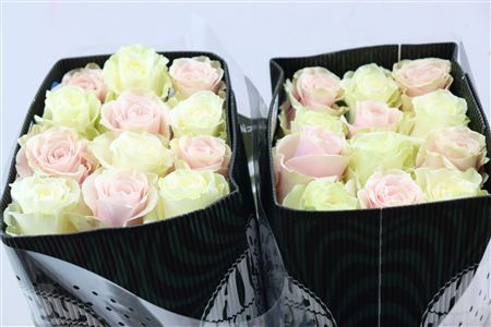 R Gr Rainbow Mondial