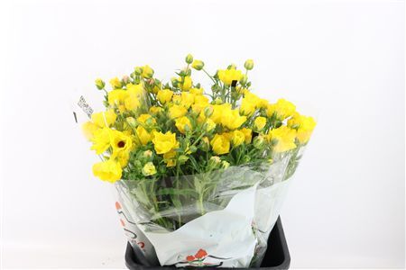 Ran Butterfly Artemis