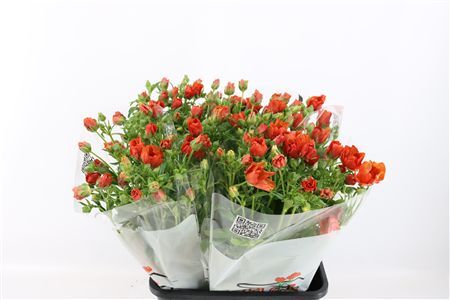 Ran Butterfly Minoan