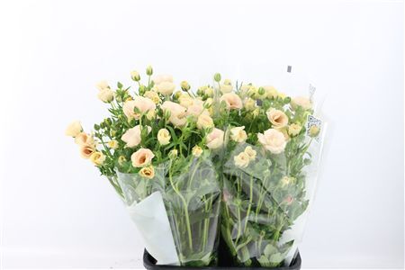 Ran Butterfly Keramos