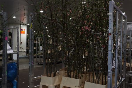 Chaenomeles Jap Pink 200 220cm P Stem X10