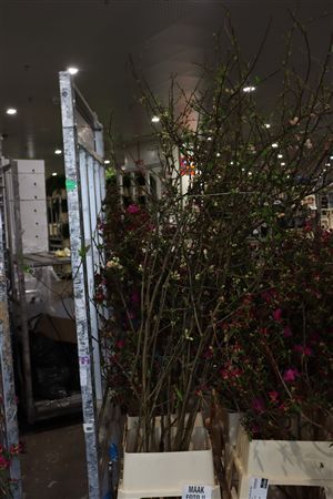 Chaenomeles Jap Pink 160 180cm P Stem X15