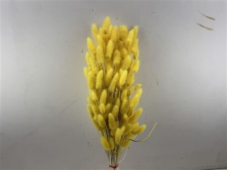 Dried Lagurus X5 Bl Yellow Bunch