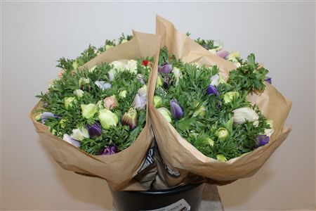 Anem Marianne Pastel Bicolor