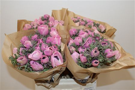 Anem Marianne Powder Pink