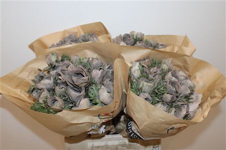 Anem Marianne Powder Brown