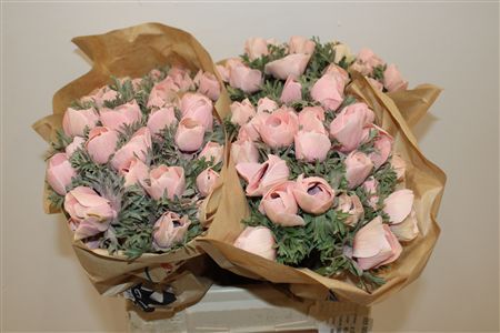 Anem Marianne Powder Salmon