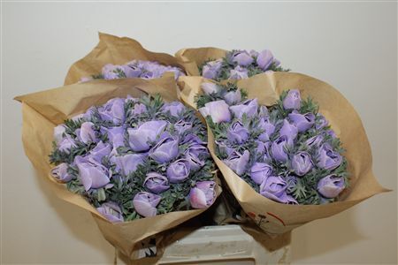 Anem Marianne Powder Lavender