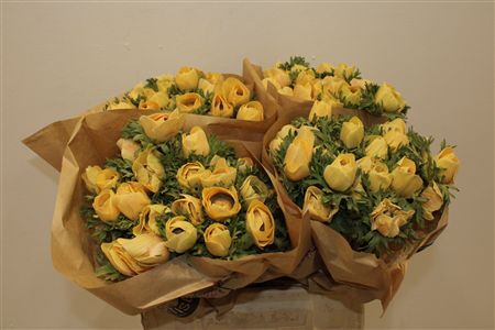 Anem Marianne Powder Abricot