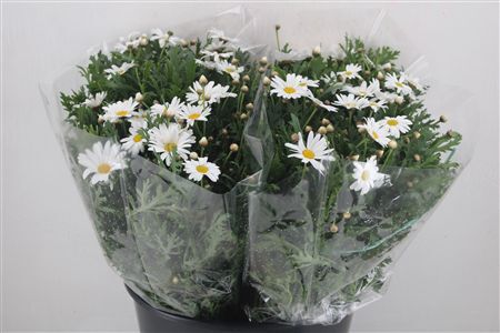 Margriet White Extra P Stem