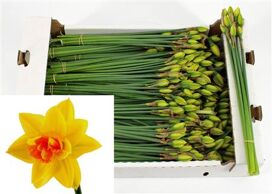 Narcis G Apotheose