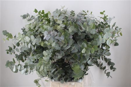 Euca Cinerea 300gr P Bunch