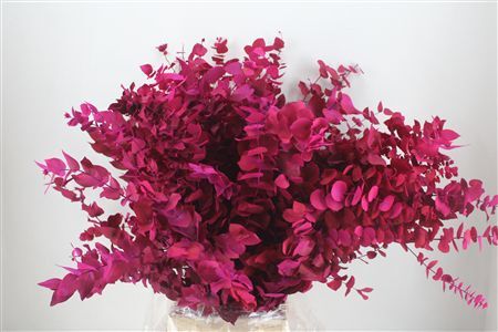 Pres Euca Stuartiana Lilac Bunch