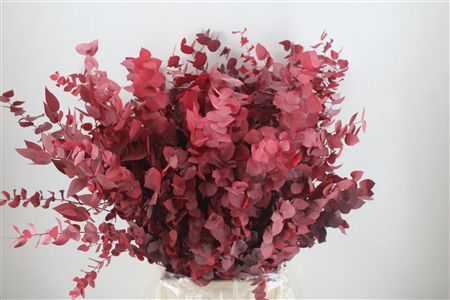 Pres Euca Stuartiana Red 150 Gr P Bunch