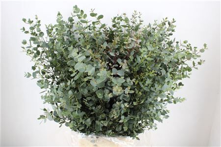 Euca Gunny 300gr P Bunch