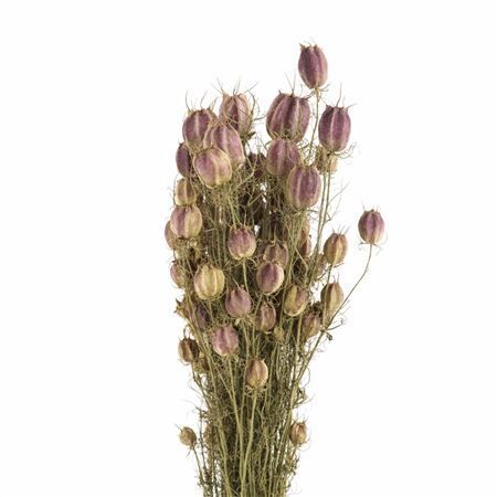 Dried Nigella Natural Bunch