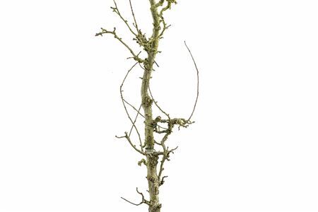 Perenhout Large 200cm Pst