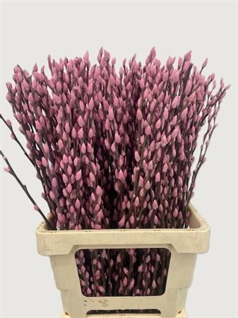 Salix Wilgenkatjes Pink 70cm Pst