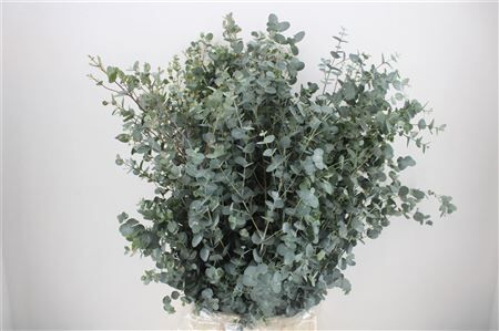 Euca Gunny 300gr P Bunch