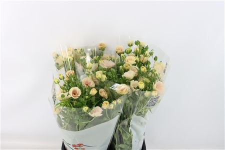 Ran Butterfly Keramos