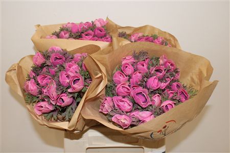 Anem Marianne Powder Fuchsia