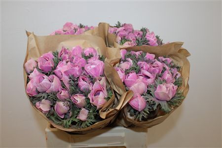 Anem Marianne Powder Pink