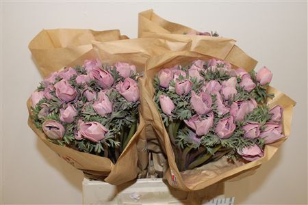 Anem Marianne Powder Wine Red