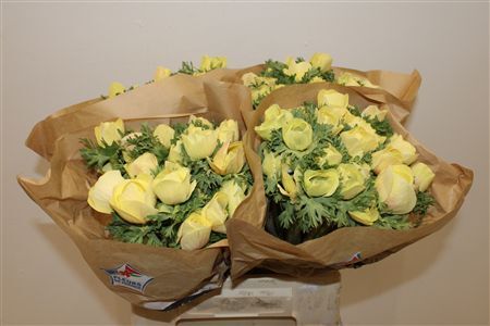 Anem Marianne Powder Yellow