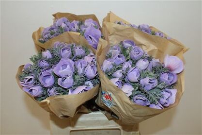 Anem Marianne Powder Lavender