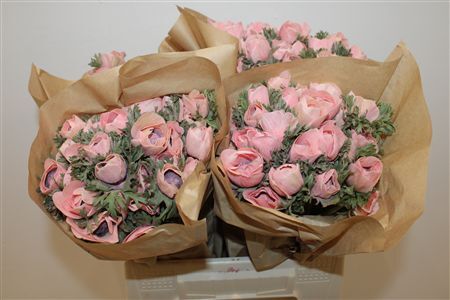 Anem Marianne Powder Salmon