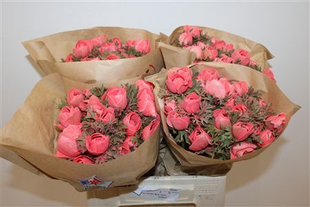 Anem Marianne Poeder Coral