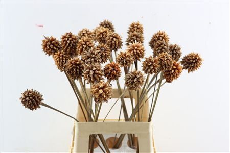 Inirida Flower Caramel Seed