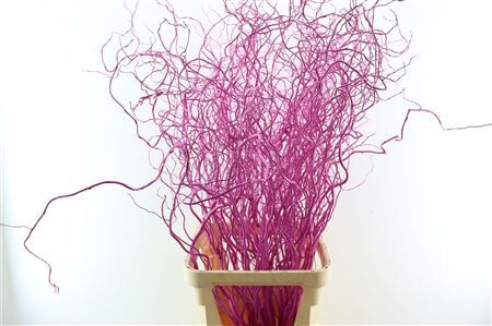 Salix Curls Klbh Cerise