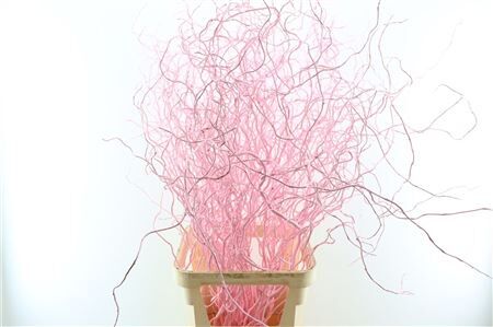 Salix Curls Klbh Licht Rose